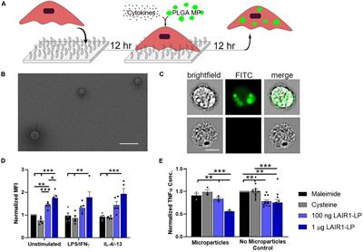 Effects of Surface-Bound Collagen-Mimetic Peptides on Macrophage Uptake and Immunomodulation